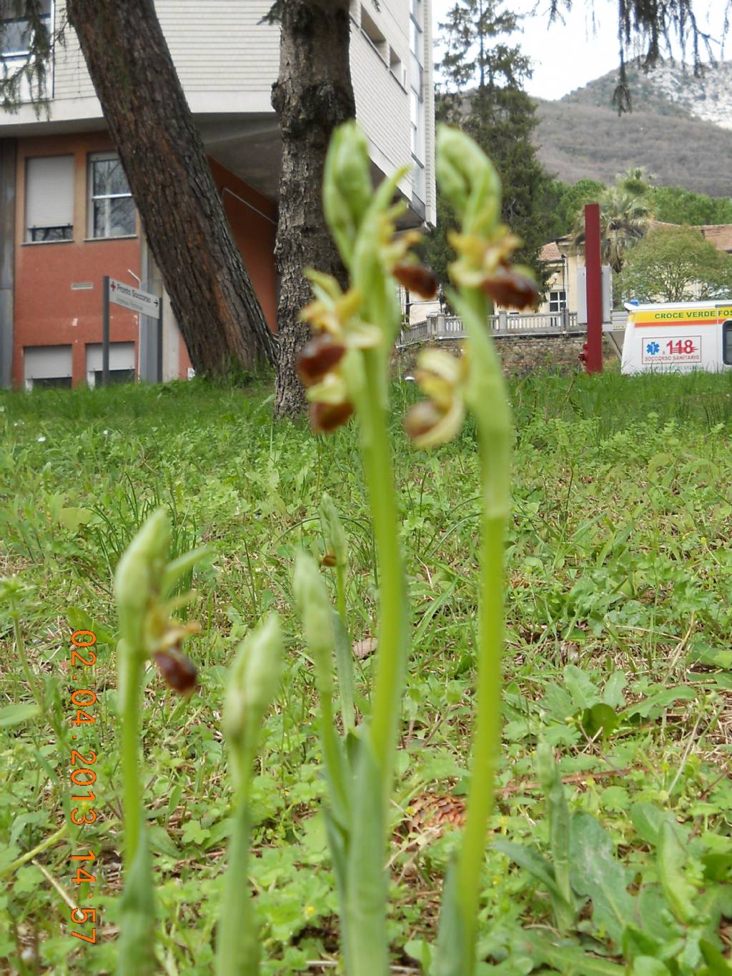 Ophrys ...